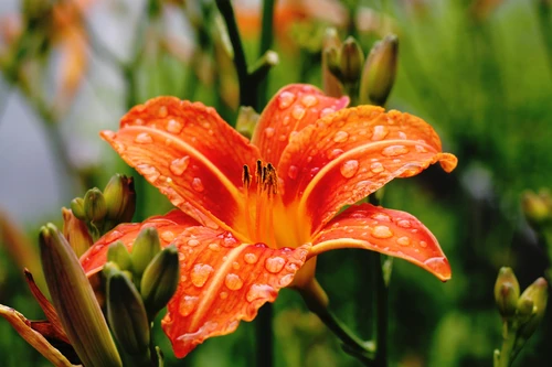 De bloem van de week: De lelie